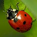 Beneficial Insects